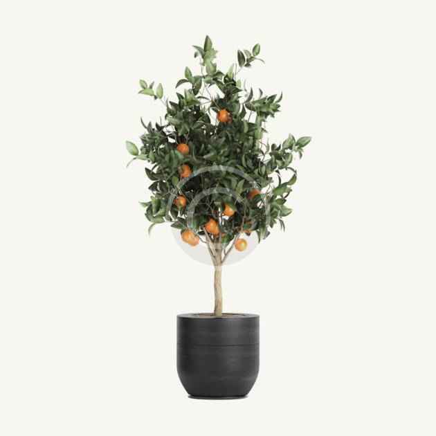 Tangerine tree